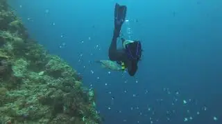 Manado, Indonesia Save Our Seas Diving