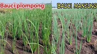 PERBEDAAN TANAMAN BAWANG MERAH,JENIS BAUCI PLOMPONG DENGAN BAUCI MANJUNG
