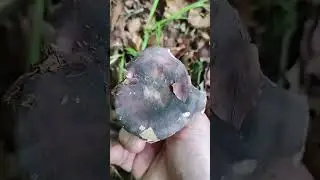 Pilze/Fungi.  Russula cyanoxantha. Сыроежка сине- жёлтая