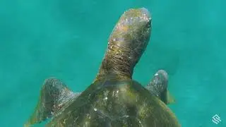 Behind the Lens: Filming Pacific Green Sea Turtles