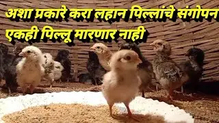 कोंबडी पालन ,लहान पिल्लांचे संगोपन कसे करायचे, Deshi poultry farm, कुकूटपालन व्यवसाय
