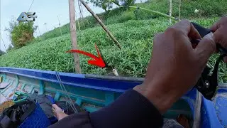 Săn Hàng Lăng Vàng Khủng Ở Sông Bé Gần Nhà Chạm Mặt Và Cái Kết…