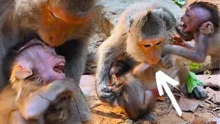 True Happen Moment..Of Old JADE Give Some Hu/rt Bi/tten While Feel Ha/rd To Caring Her Baby Monkey