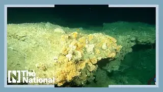 Watch: Diver finds mysterious 'Mars-like' reef 144 metres off UAE's east coast