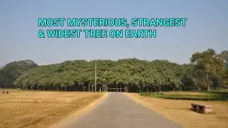 MOST MYSTERIOUS, STRANGEST & WIDEST TREE ON EARTH