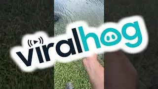 When Saving Ducks Goes Awry || ViralHog