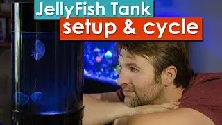 Jellyfish Tank Setup and cycling - Learn how to prepare and cycle your desktop jellyfish tank