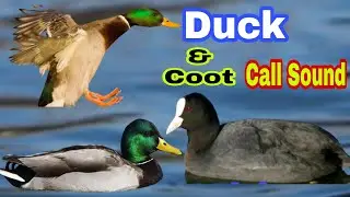 Duck & coot call sound || Mix coot birds and ducks call voice || Best call sounds