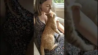 Fall Asleep with Cat Purring ASMR  #kitty  #cat