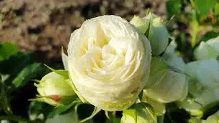 EDROSES/Троянда 🌹 Сноу Ворлд (Snow World&reg; ) - Interplant Roses.Premium Spray Roses.