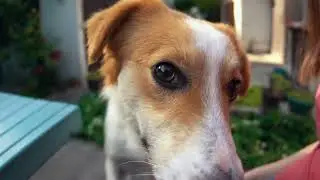 Pet Care Insurance | Coverage For Pet Care Pros