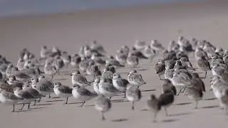 Dunlins