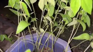 BACKYARD GARDENING (Progress Report) Week 3 (NSTP2) - Tricia Mae Josol