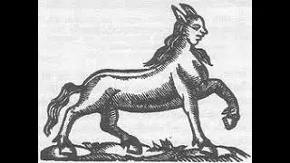 Cryptid Ratings: The Muladona
