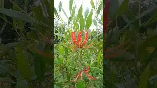 Tamil Nadu State flower