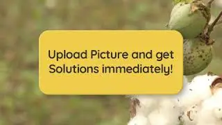 Plantix Whatsapp Chatbot - Disease Detection Cotton