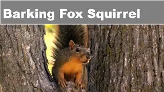 Male Fox Squirrel Barking, Dallas Texas