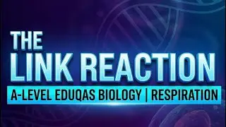 The Link Reaction: The Bridge You Can&rsquo;t Ignore | A-Level Biology