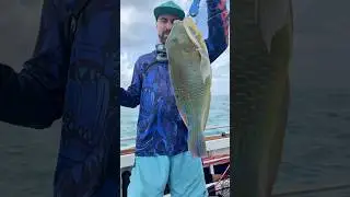 Пойманный голубой клюв (рыба-богомол) 🎣 острова Вернон, Северная Территория &mdash; первый достойный улов!