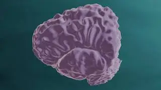 LARGEST BRAIN in the animal kingdom - the Sperm Whale (animation)