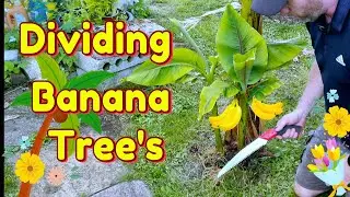 How to divide banana plant pups (Musa Basjoo), how to make nettle fertilizer and adding to my pond