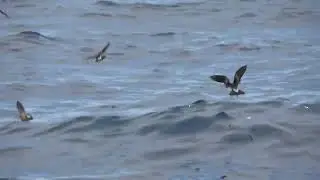 Fascinating Facts about the Leach's Storm Petrel