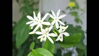 ஐங்குறுநூறு தோழி வற்புறுத்தப்பத்து(469)பைந்தினை உணங்கல்Ingurunooru painthinai unangal paadal porul 