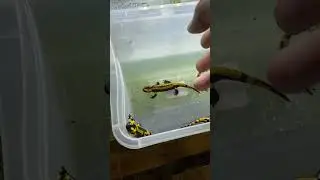 Salamandra salamandra terrestris #amphibians #aquarium #salamander #terrarium
