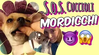 COSA FARE SE IL CUCCIOLO MORDE LE MANI riducendole a un colabrodo