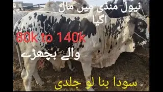 neval mandi update 2022 80k to 140k wale janwer