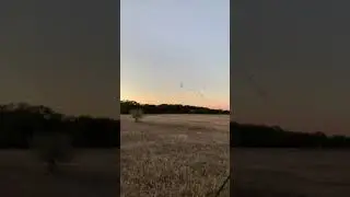 North Texas Geese