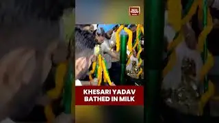 RJD Leader And Famous Singer Khesari Lal Yadav Bathed In Milk By His Supporters | Bihar Polls