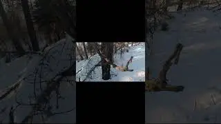 Катание с горки #hunter #hunting #собака #nature  #животные #mountains #dogs #dog