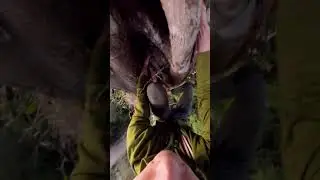 A Really Hard Tree Climb!