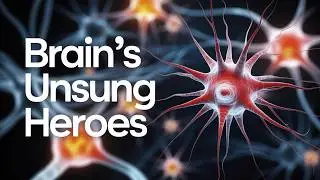How Your Brain Stores 2.5 Petabytes - MIT Discovery