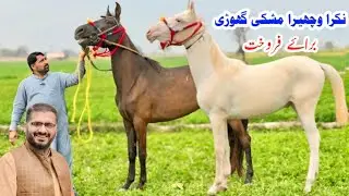 Desi Horses for Sale 🐎 | White Naqra Horse | Mushki & Black Mare | Pure Desi Breed