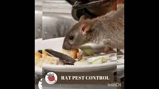 pest control services & product