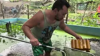 Checking pregant crawfish and deliver to near buyer