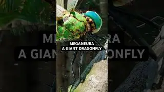 Меганеура &mdash; гигантская стрекоза размером с человека.