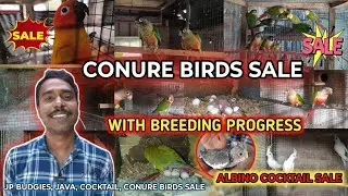CONURE BIRDS SALE WITH BREEDING PROGRESS & DNA ALBINO & HOGOROMO CHICKS #cheapestprice #birds #sale