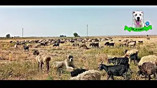 Жизнь Чабана. Приготовление Туркменского Плова.  Туркменский Алабай #туркменскийалабай  #волкодав