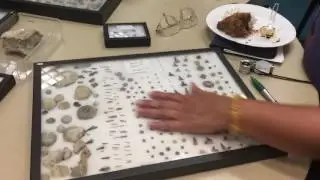 Personal fossil collection 1