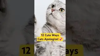 12 Adorable Ways Cats Say Im Sorry to Humans #CatBehavior #CatApologies #HowCatsCommunicate