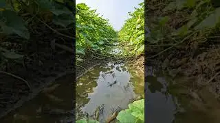 Wow! Amazing Polo Fishing Videos ! Best Big Fish Catching ! Primitive Technique fishing #fish #india