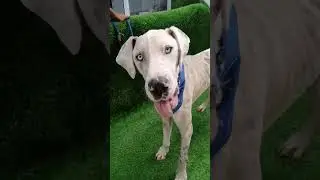 Pubblo - Cape of Good Hope SPCA - I found my fur-ever home ❤