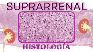 Histología de la Suprarrenal