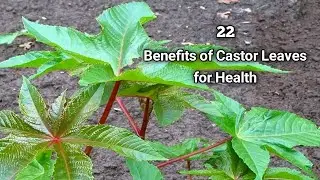 Benefits of Castor Leaves for Health
