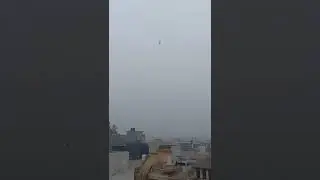 Cute Pigeon Flying #shorts #youtubeshorts #youtube #mandi #eid