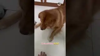 LU CỜ H&Oacute; - L&agrave; của Gấu 😹😹😹 #viral #pets #dog #cute #doglife  #funny #shorts