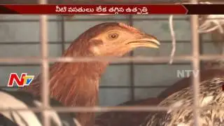 Chicken Price Hike Shocks Non Veg Lovers || Summer Heat || NTV